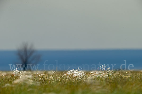 Federgras (Stipa spec.)