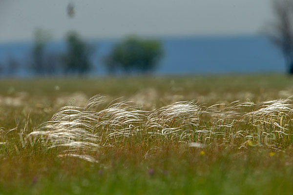 Federgras (Stipa spec.)