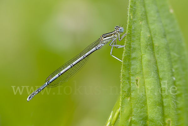 Federlibelle (Platycnemis pennipes)