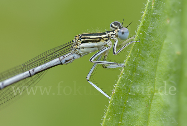 Federlibelle (Platycnemis pennipes)