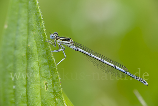 Federlibelle (Platycnemis pennipes)