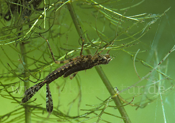 Federlibelle (Platycnemis pennipes)