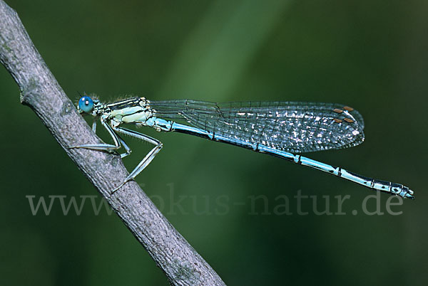 Federlibelle (Platycnemis pennipes)