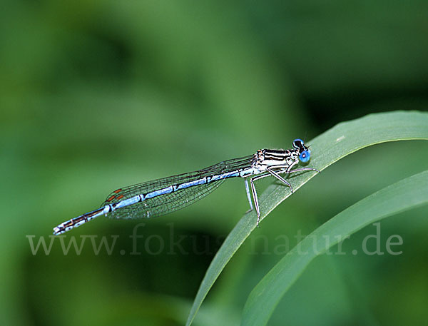 Federlibelle (Platycnemis pennipes)