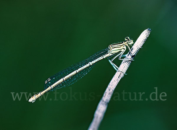 Federlibelle (Platycnemis pennipes)