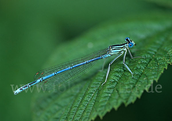 Federlibelle (Platycnemis pennipes)