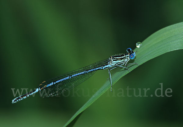 Federlibelle (Platycnemis pennipes)