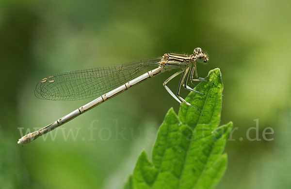 Federlibelle (Platycnemis pennipes)