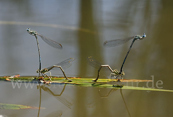 Federlibelle (Platycnemis pennipes)