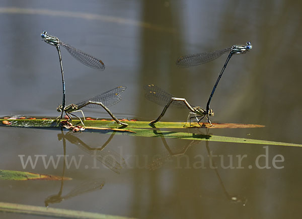 Federlibelle (Platycnemis pennipes)