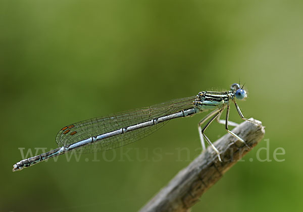 Federlibelle (Platycnemis pennipes)