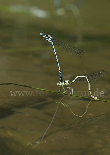 Federlibelle (Platycnemis pennipes)