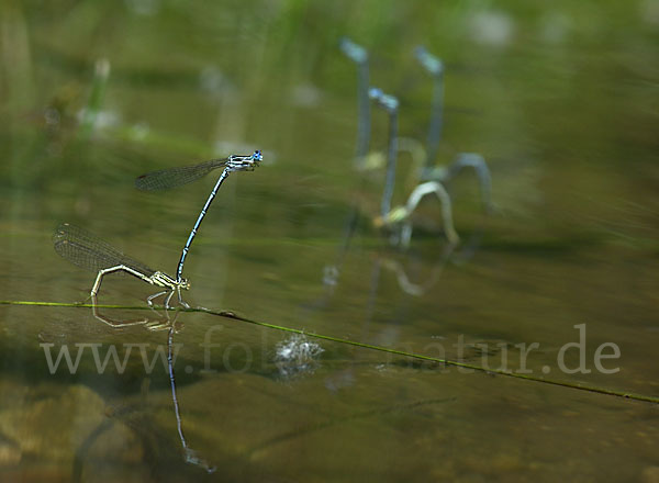 Federlibelle (Platycnemis pennipes)