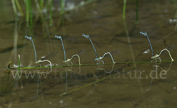 Federlibelle (Platycnemis pennipes)