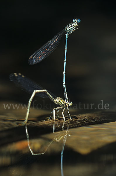 Federlibelle (Platycnemis pennipes)