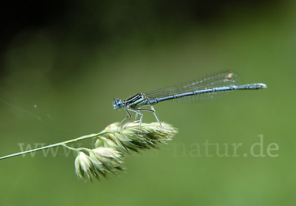 Federlibelle (Platycnemis pennipes)