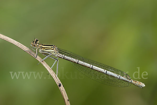 Federlibelle (Platycnemis pennipes)