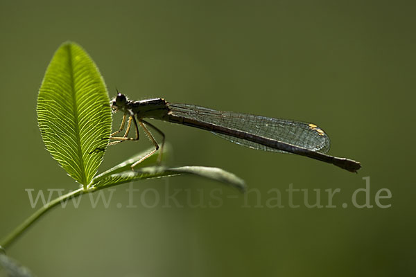 Federlibelle (Platycnemis pennipes)