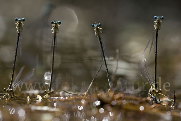 Federlibelle (Platycnemis pennipes)