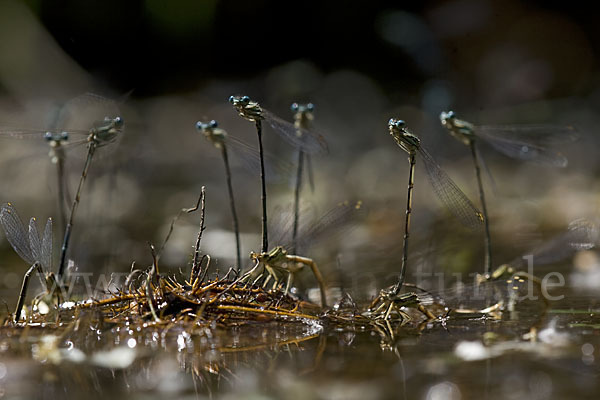 Federlibelle (Platycnemis pennipes)