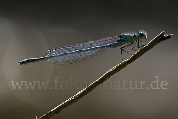 Federlibelle (Platycnemis pennipes)