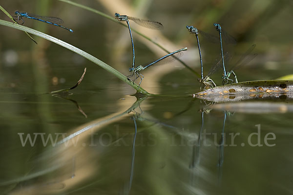 Federlibelle (Platycnemis pennipes)