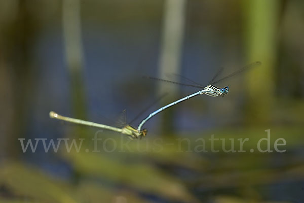 Federlibelle (Platycnemis pennipes)