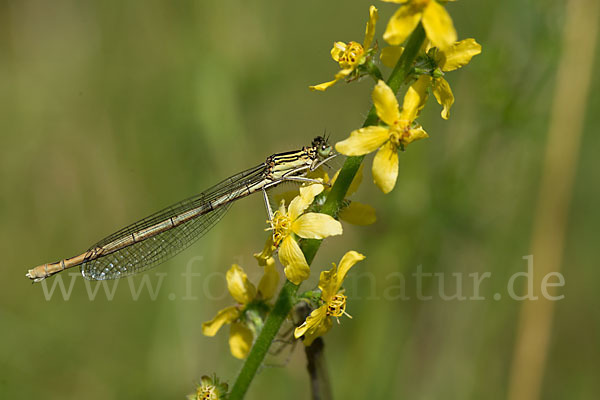 Federlibelle (Platycnemis pennipes)