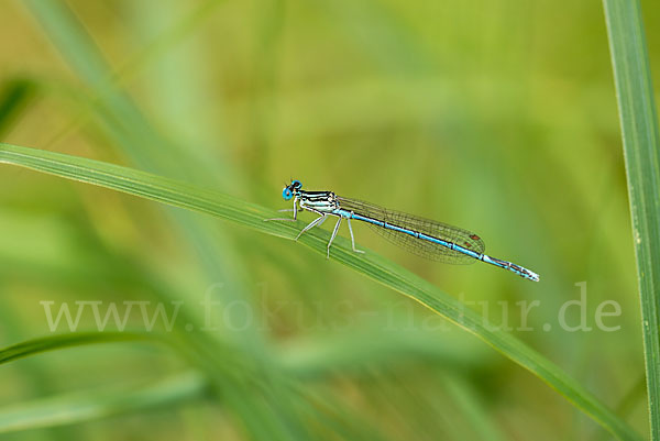 Federlibelle (Platycnemis pennipes)