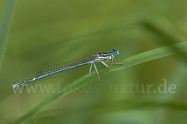 Federlibelle (Platycnemis pennipes)