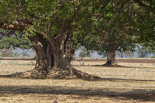 Feige spec. (Ficus vasta)