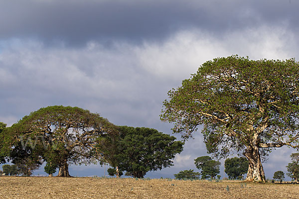 Feige spec. (Ficus vasta)