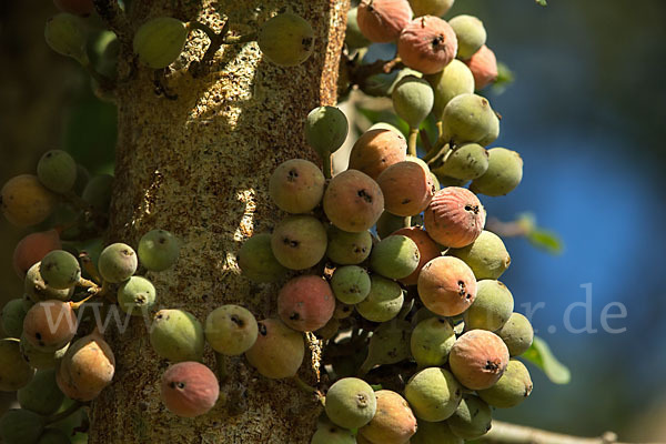 Feige spec. (Ficus vasta)