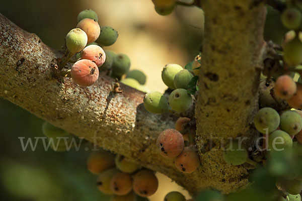 Feige spec. (Ficus vasta)