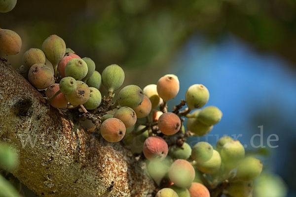 Feige spec. (Ficus vasta)