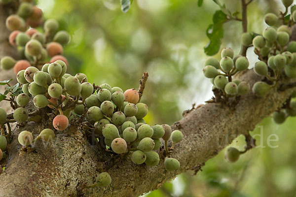 Feige spec. (Ficus vasta)