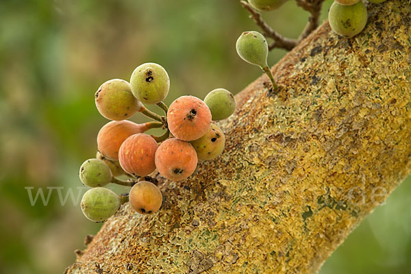 Feige spec. (Ficus vasta)