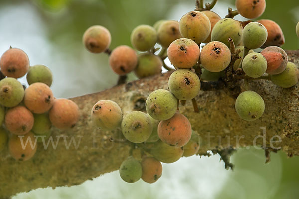 Feige spec. (Ficus vasta)