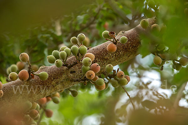 Feige spec. (Ficus vasta)