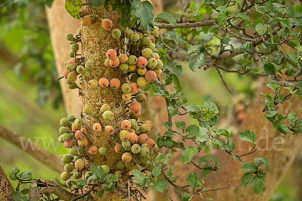 Feige spec. (Ficus vasta)