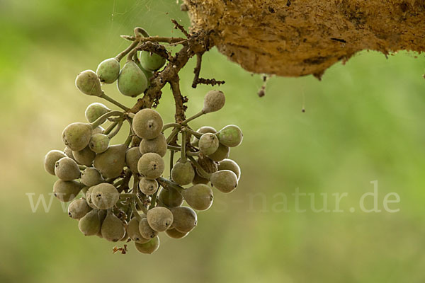 Feige spec. (Ficus vasta)