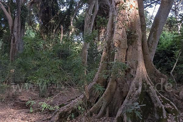 Feige spec. (Ficus vasta)