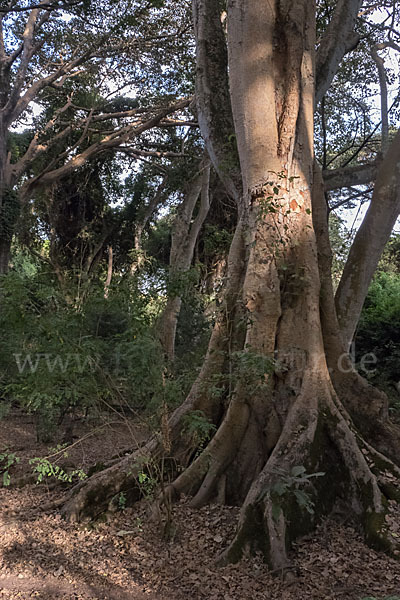 Feige spec. (Ficus vasta)