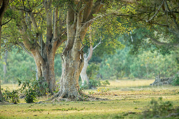 Feige spec. (Ficus vasta)