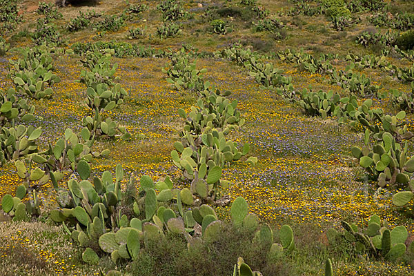 Feigenkaktus (Opuntia ficus-indica)