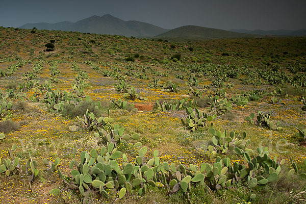 Feigenkaktus (Opuntia ficus-indica)