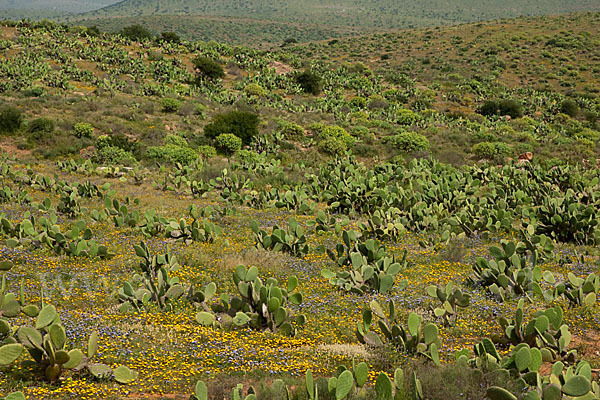 Feigenkaktus (Opuntia ficus-indica)