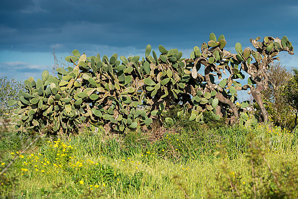 Feigenkaktus (Opuntia ficus-indica)