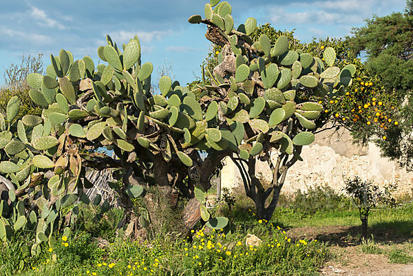 Feigenkaktus (Opuntia ficus-indica)