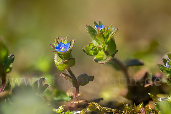 Feld-Ehrenpreis (Veronica arvensis)